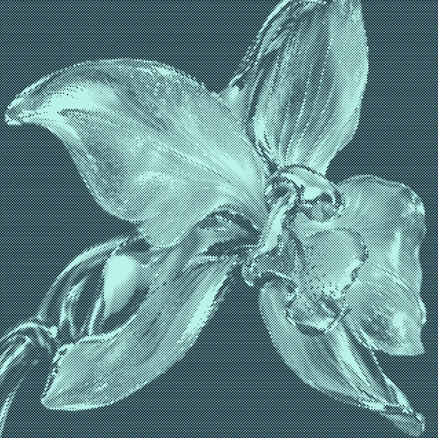 Chrome orchid transformed with a halftone texture